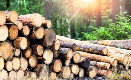 Bild Kiefer Holzstämme für Produktion der Holzfensterprofilen liegen im Wald