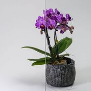 Bild Durchsicht der Ornamentglas Gusantik weiß