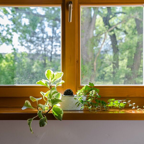 Bild Holzfenster mit Grünpflanze