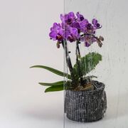 Bild Durchsicht der Ornamentglas Altdeutsch-K Weiß