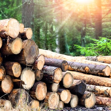 Bild Kiefer Holzstämme für Produktion der Holzfensterprofilen liegen im Wald
