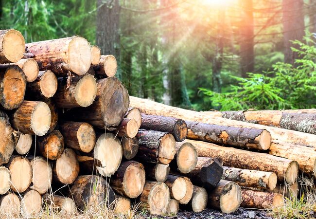 Bild Kiefer Holzstämme für Produktion der Holzfensterprofilen liegen im Wald