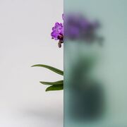 Bild Durchsicht der Ornamentglas  Satinato grün