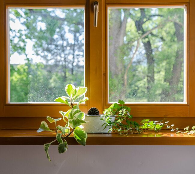 Bild Holzfenster mit Grünpflanze