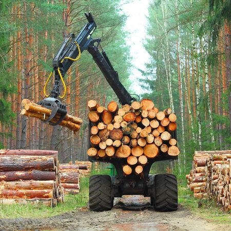 Bild Ökologische Beschaffung von Holz für Holzfenster Profile im Kiefernwald mit Maschine