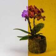 Bild Durchsicht der Ornamentglas Altdeutsch-K gelb