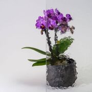 Bild Durchsicht der Ornamentglas Katherdar weiß
