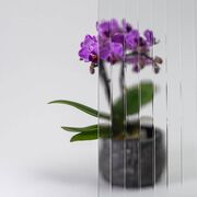 Bild Durchsicht der Ornamentglas Masterligne weiß